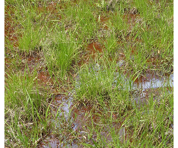 皿池湿原の植生